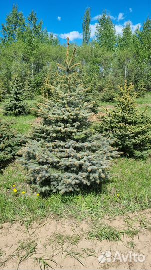 Саженцы хвойных деревьев