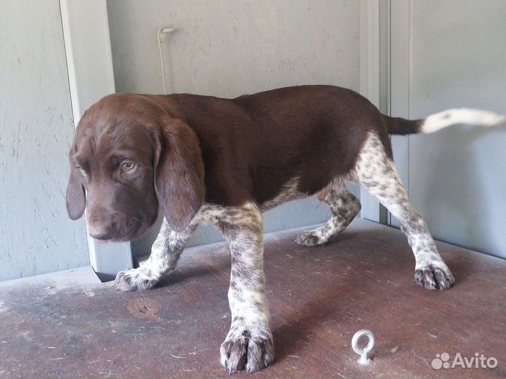 Щенки курцхаара