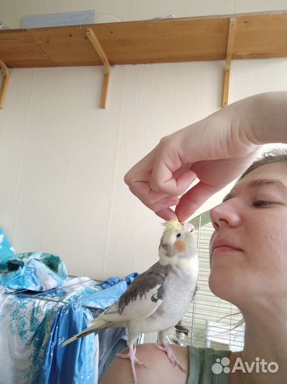 Фиксированная цена) Передержка попугаев