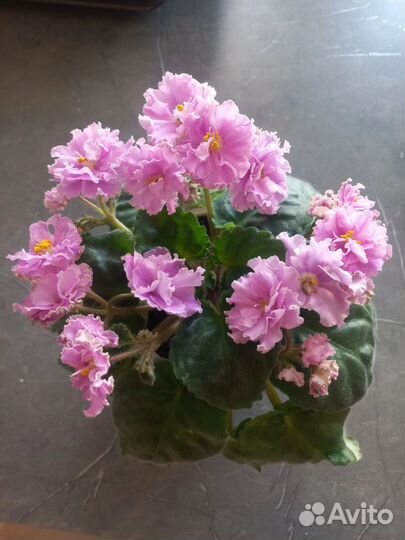 Фиалки цветущие в горшке