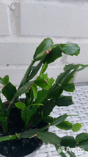 Декабрист шлюмбергера цветущий