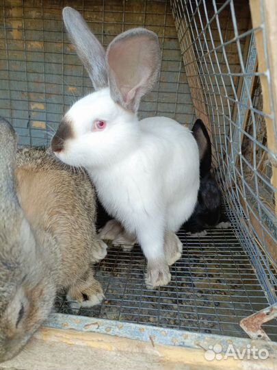 Крольчата