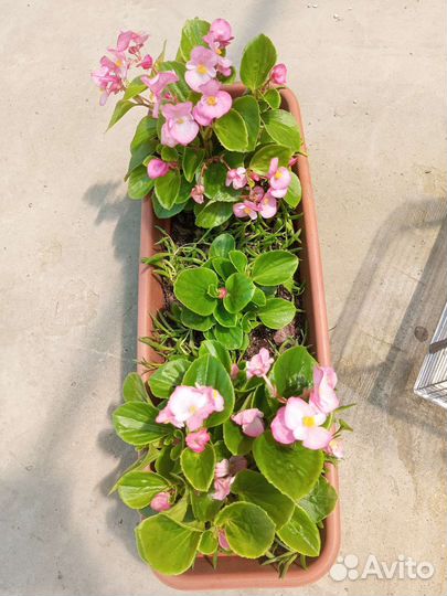 Бегония вечноцветущая и крестовник