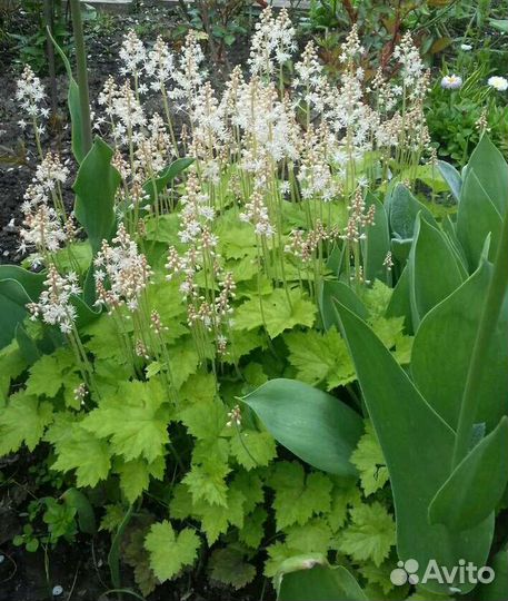 Многолетние растения для сада