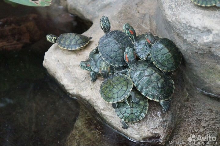 Красноухие черепашки