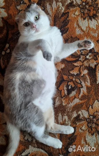 Кошечка Луна