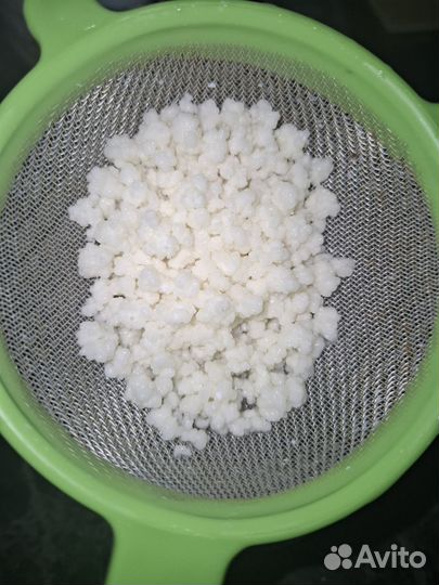 Кефирный гриб