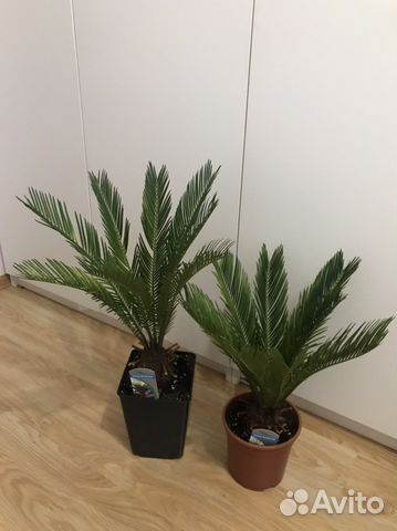 Цикас, саговник, пальма, в наличии