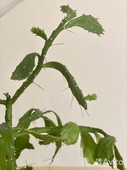 Кактус опунция растение