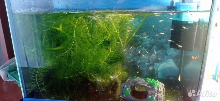 Мальки красной гуппи