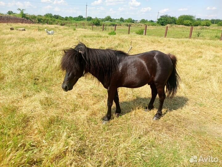 Пони жеребец