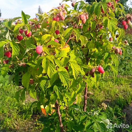Малиновое дерево Сказка, Таруса