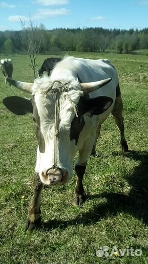 Бык производитель