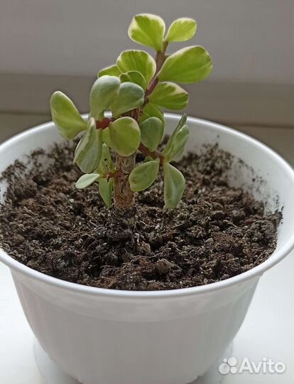 Крассула плауновидная. Оксалис. Портулакария