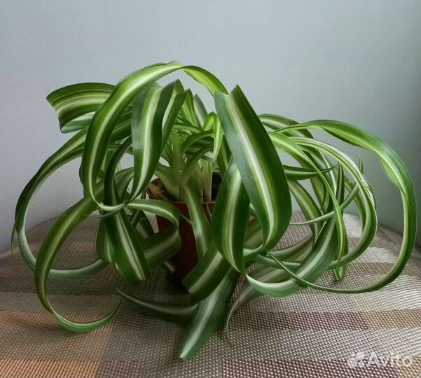 Хлорофитум кудрявый бонни