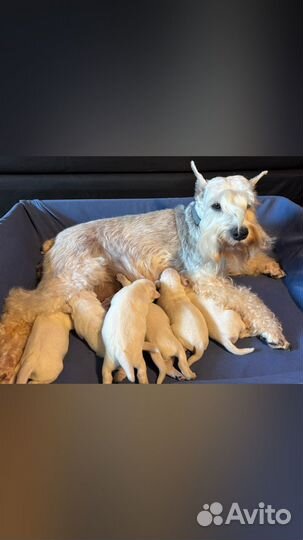 Цвергшнауцер белый. Щенки. бронирование