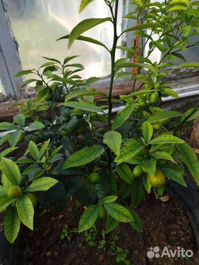 Цитрусовые растения