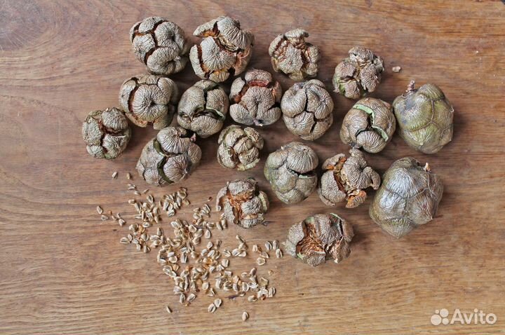 Кипарис вечнозеленый, семена