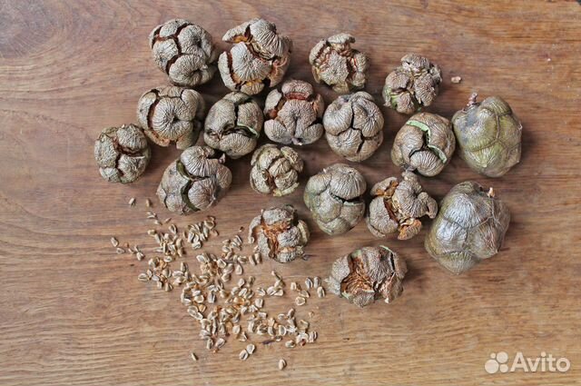 Кипарис вечнозеленый, семена