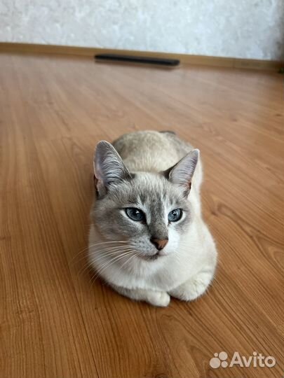 Кошечка в добрые руки