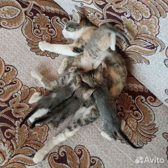 Котята отдам в добрые руки бесплатно