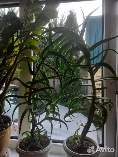 Алоэ лечебный