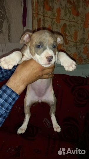 Стаффордширский терьер