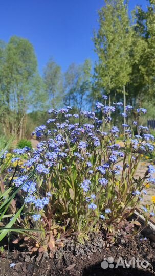 Незабудка альпийская Myosotis alpestris