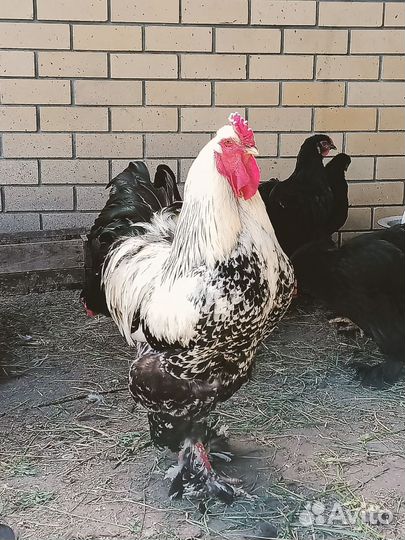 Петух брама