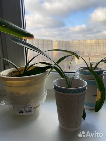 Комнатные цветы кливия