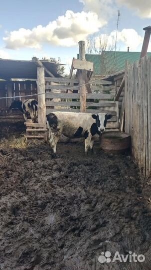 Корова дойная с теленком