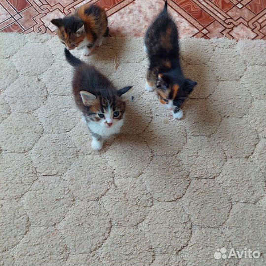 Кошки в добрые руки бесплатно