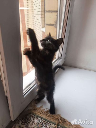 Кошки в добрые руки бесплатно