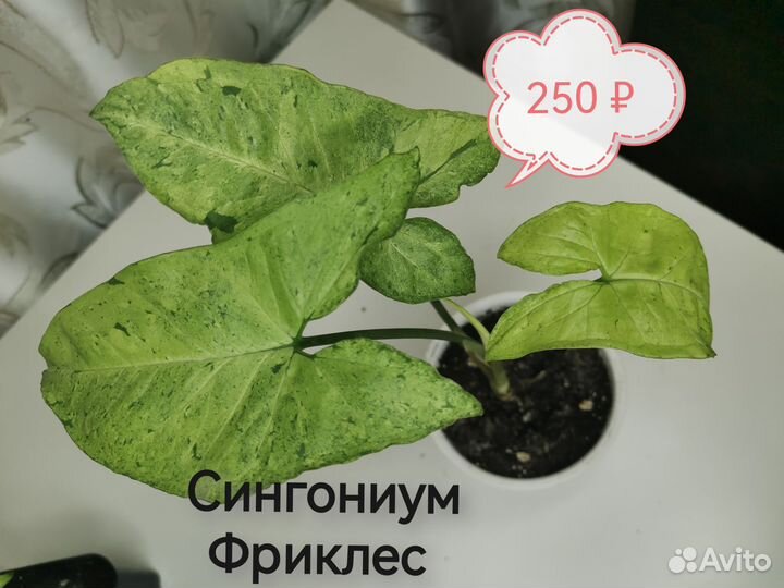 Сингониумы