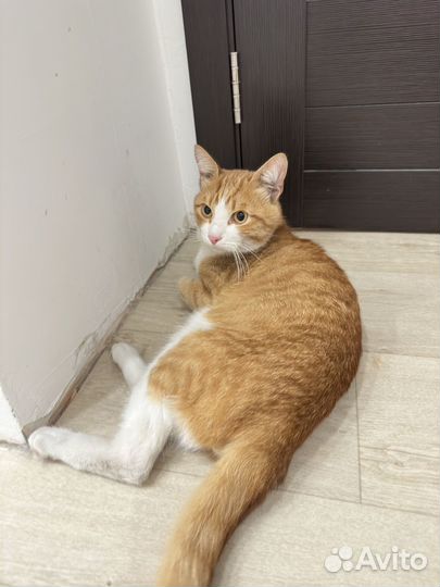 Кошка
