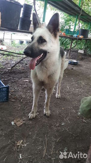 Щенки Восточноевропейской овчарки