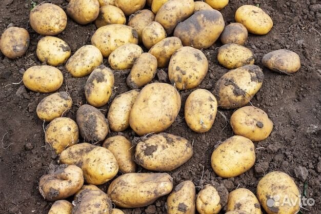 Картофель оптом 2024