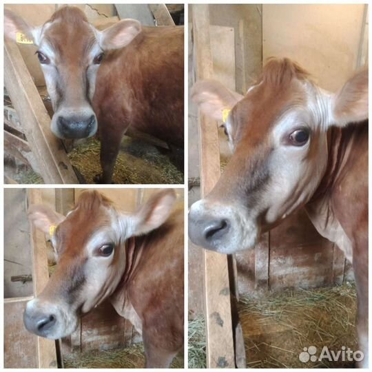 Натуральная молочная продукция