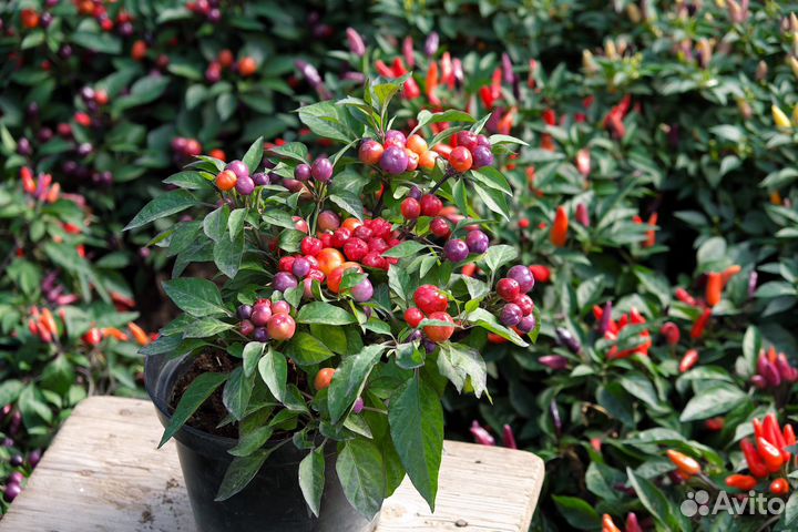 Рассада перец кустарниковый