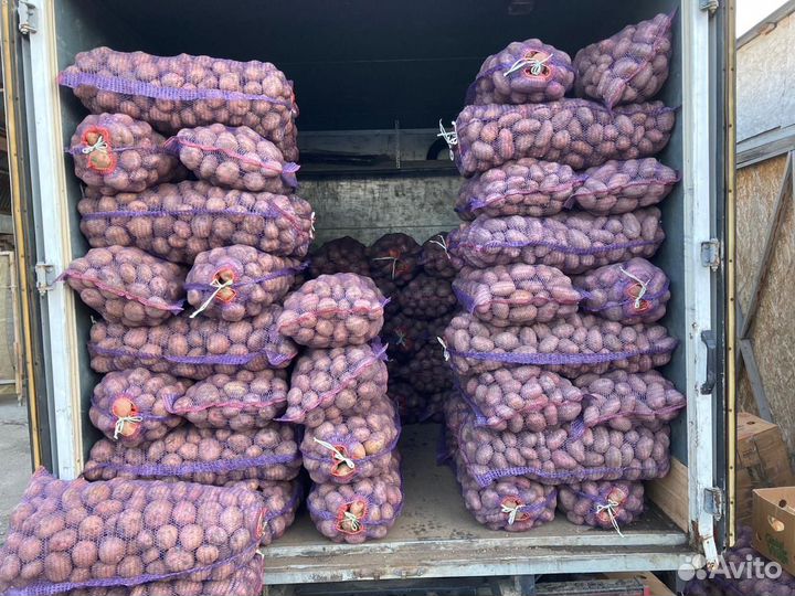 Картофель на хранение