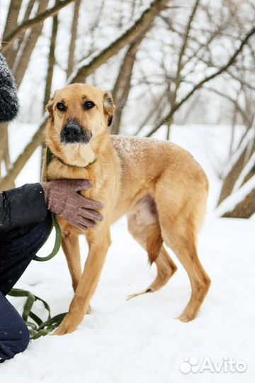 Добрейшая собака ищет дом