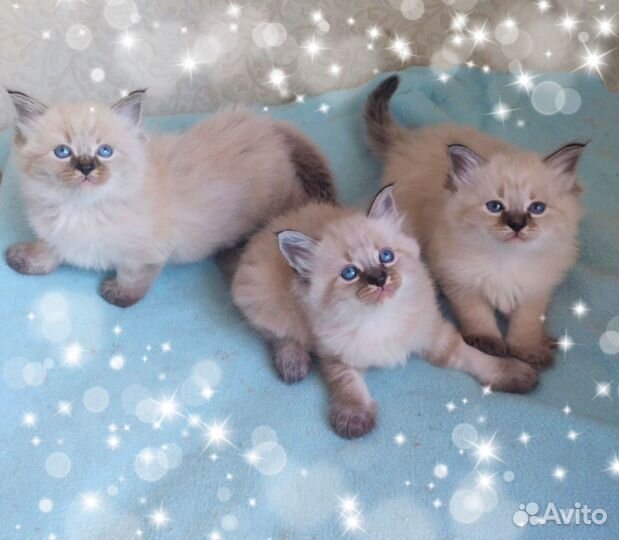 Продаются невские маскарадные котята