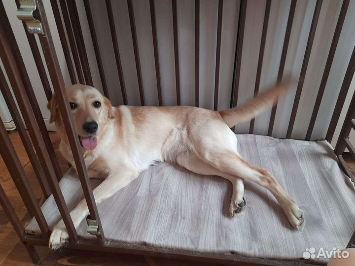 Вольер для собак