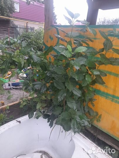 Саженцы вишни