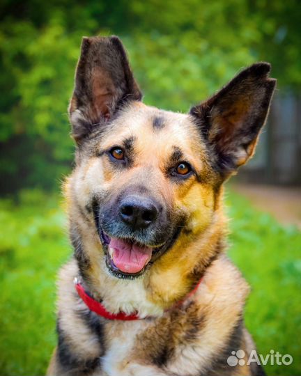 Шикарная собака для загородного дома