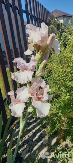 Ирис германский сортовой Беверли Сайлз