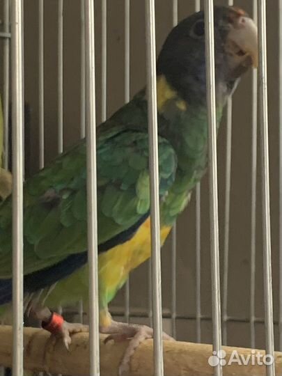 Бернард розелла попугай