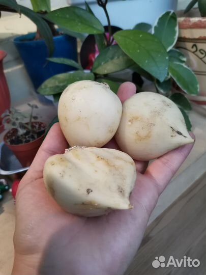 Лук Суворова