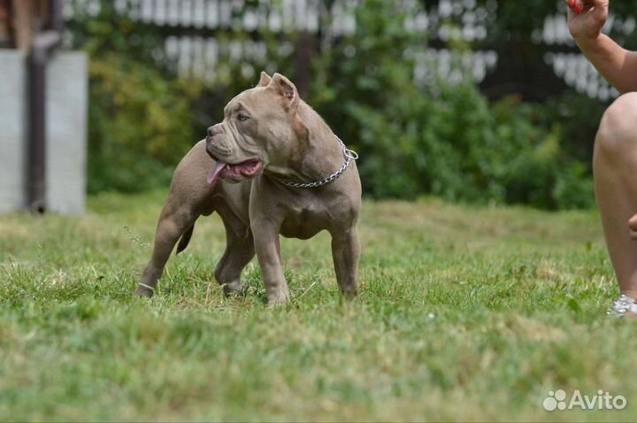 Американский булли покет