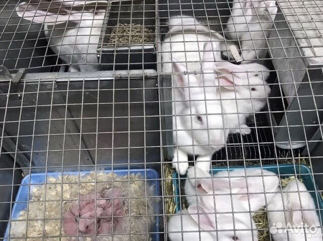 Кролики Белый Паннон и Хиколь на племя объявление продам